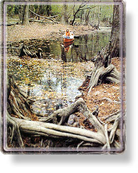 The Big Thicket - great for hiking and canoeing! but be careful it often impenetrable.