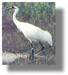 Sandhill Crane at Aransas National Wildlife Refuge