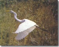 Laguna Atascosa National Wildlife Refuge