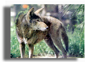 The endangered Red Wolf is native to Texas. 